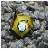Clithon corona100x100
