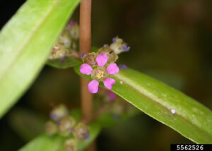 ammania multiflora ammania multiflora fiore