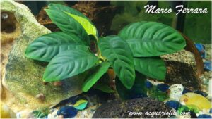 anubias barteri
