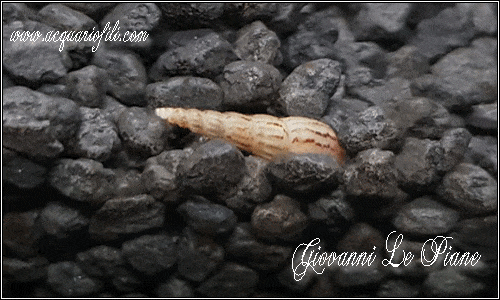 melanoides-tubercolata