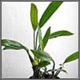 Anubias barteri var angustifolia