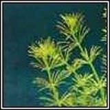 Bacopa myriophylloides