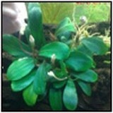 Bucephalandra Motleyana sp Schott