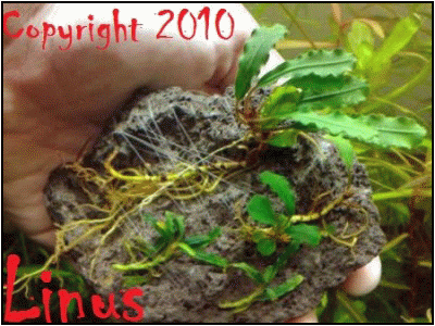 Bucephalandra sp. Sekadau1 Bucephalandra sp. Sekadau