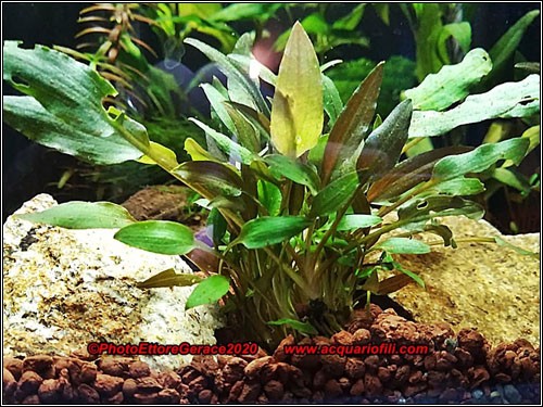 Cryptocoryne Becketii