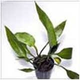 Cryptocoryne ciliata