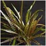 Cryptocoryne retrospiralis