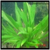 Echinodorus amazonicus