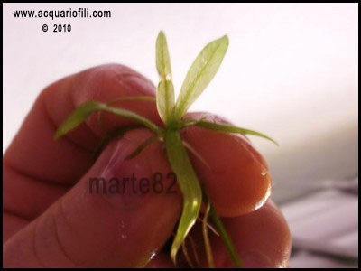 Echinodorus bolivianus