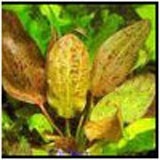 Echinodorus schlueteri Leopard