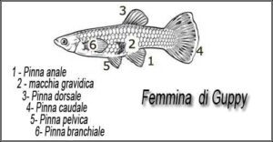 Femguppy poecilia reticulata