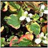 Houttuynia cordata