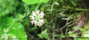Hydrocotyle leucocephala Fiore