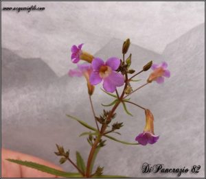 Limnophila Hippuridoides in fiore