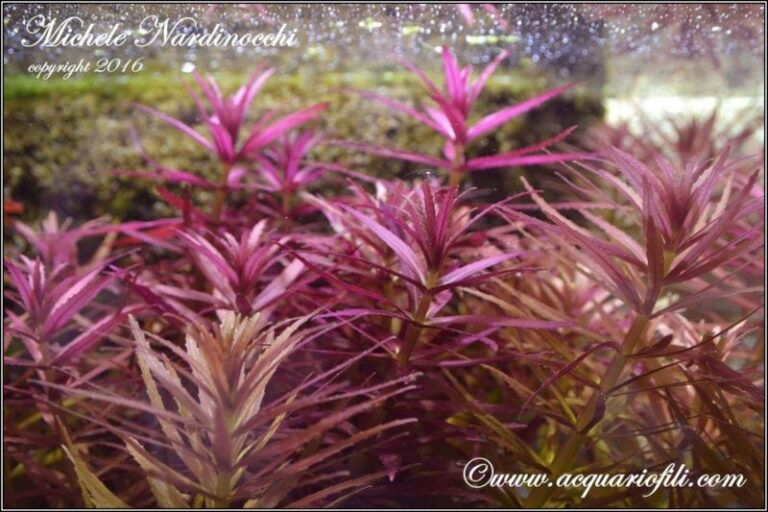 Limnophila hippuroides