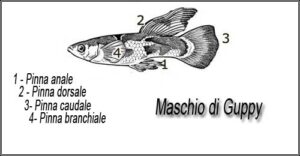 Mguppy Mguppy