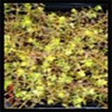 Myriophyllum propinquum