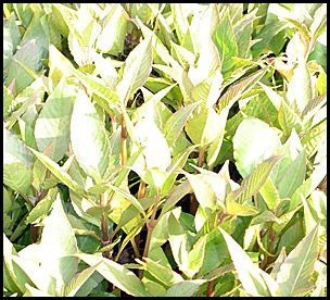 Polygonum_pedunculare