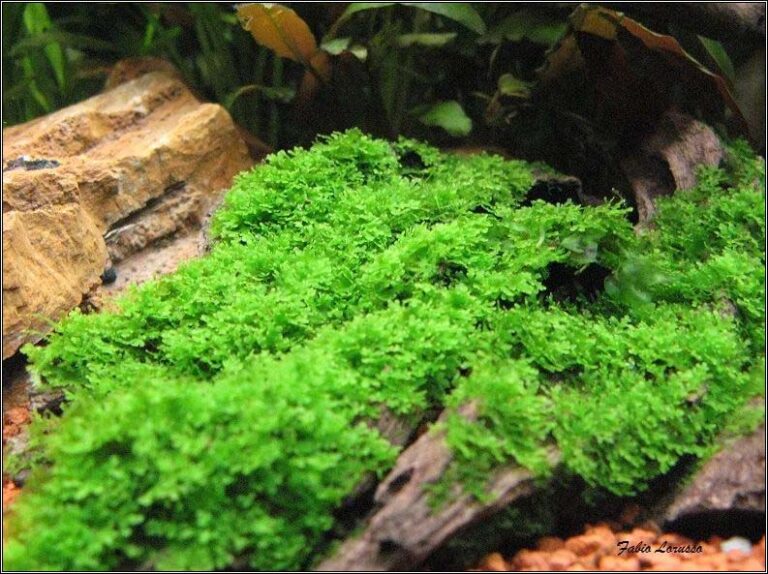 Riccardia chamedryfolia