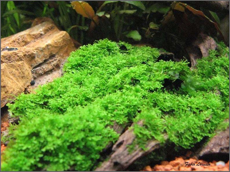 Riccardia chamedryfolia