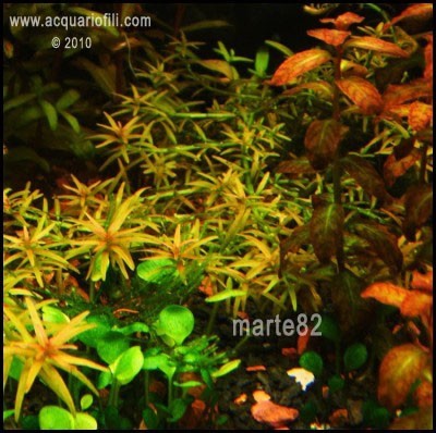 Rotala goias