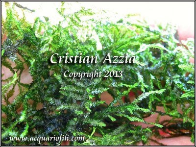 Taxiphyllum alternans Taiwan Moss