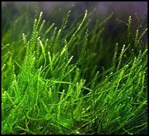 Taxiphyllum Barbieri