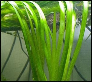 Vallisneria americana var americana Rubra