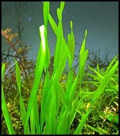 Vallisneria spiralis