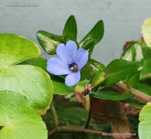 Bacopa Caroliana fiore