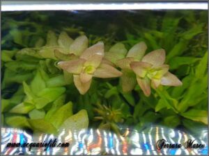 bacopa caroliana2