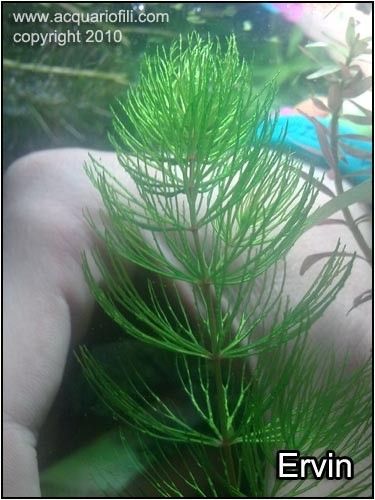 Ceratophyllum demersum var messico