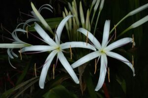 crinum aquatica 