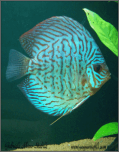 Symphysodon eaquifasciatus discusbi