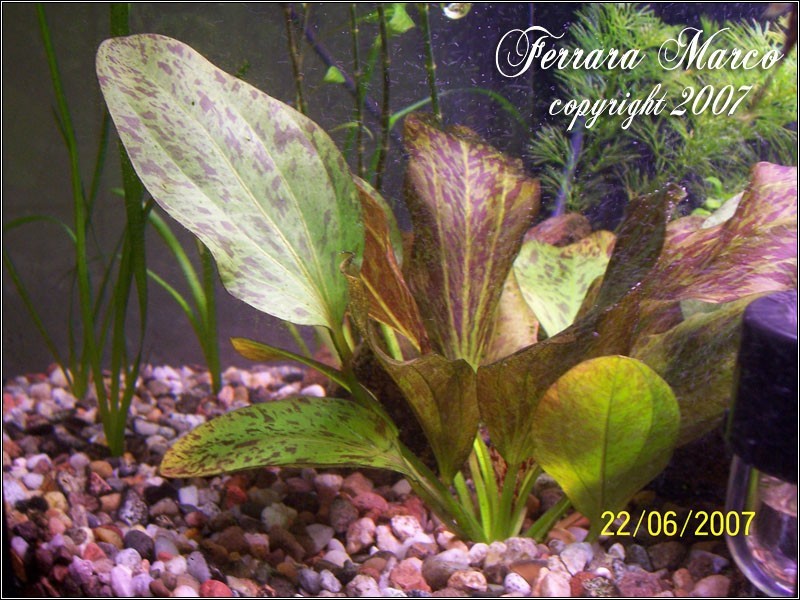 Echinodorus Ozelot