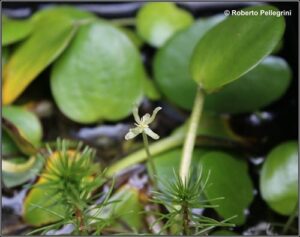 fiore-limnobium-laevigatum