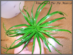 eriocaulon goias