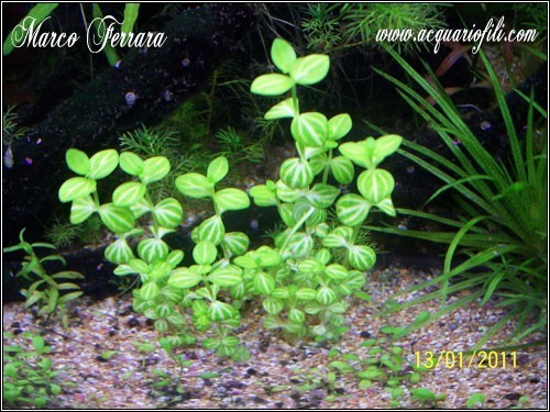 lindernia rotundifolia variegated