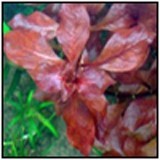 ludwigia red160x160