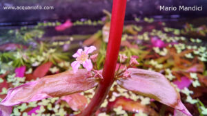 ludwigia glandulosa fiore