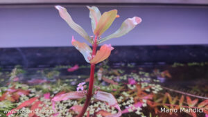 ludwigia glandulosa fiore2