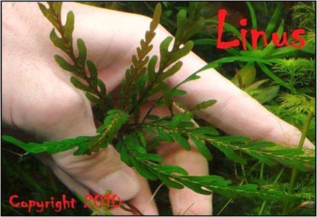 Hygrophila pinnatifida
