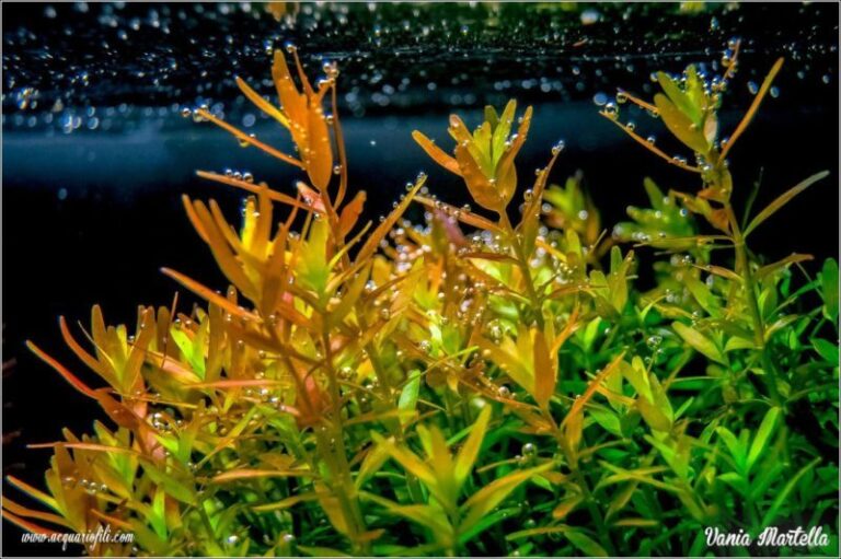 Rotala rotundifolia rosea