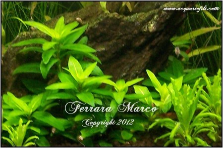 Staurogyne sp. Rio Cristallino