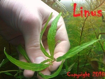 staurogyne sp. porto Velho