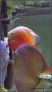 Symphysodon eaquifasciatus Symphysodon eaquifasciatus