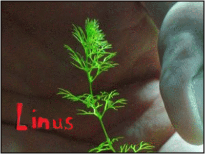 utricularia australis