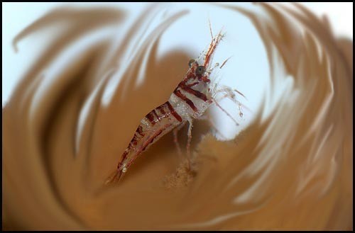 Caridina Cantonensis Tiger