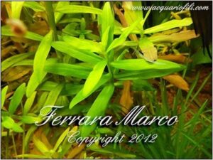 Ammania senegalensis