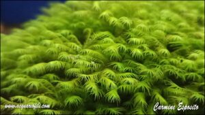 Fissidens Fontanus fissident fontanus